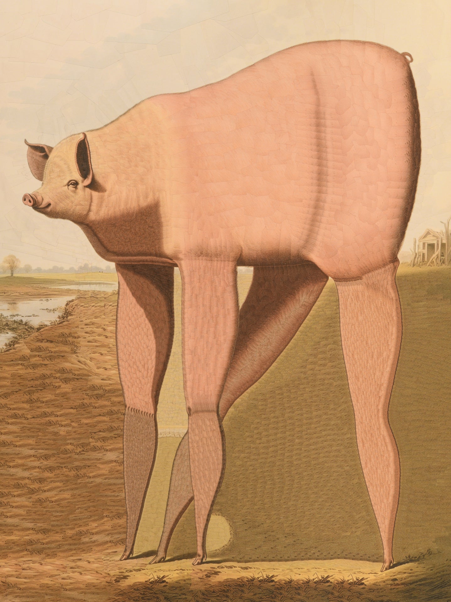 Illustration of a pig standing on a landscape with a house in the background