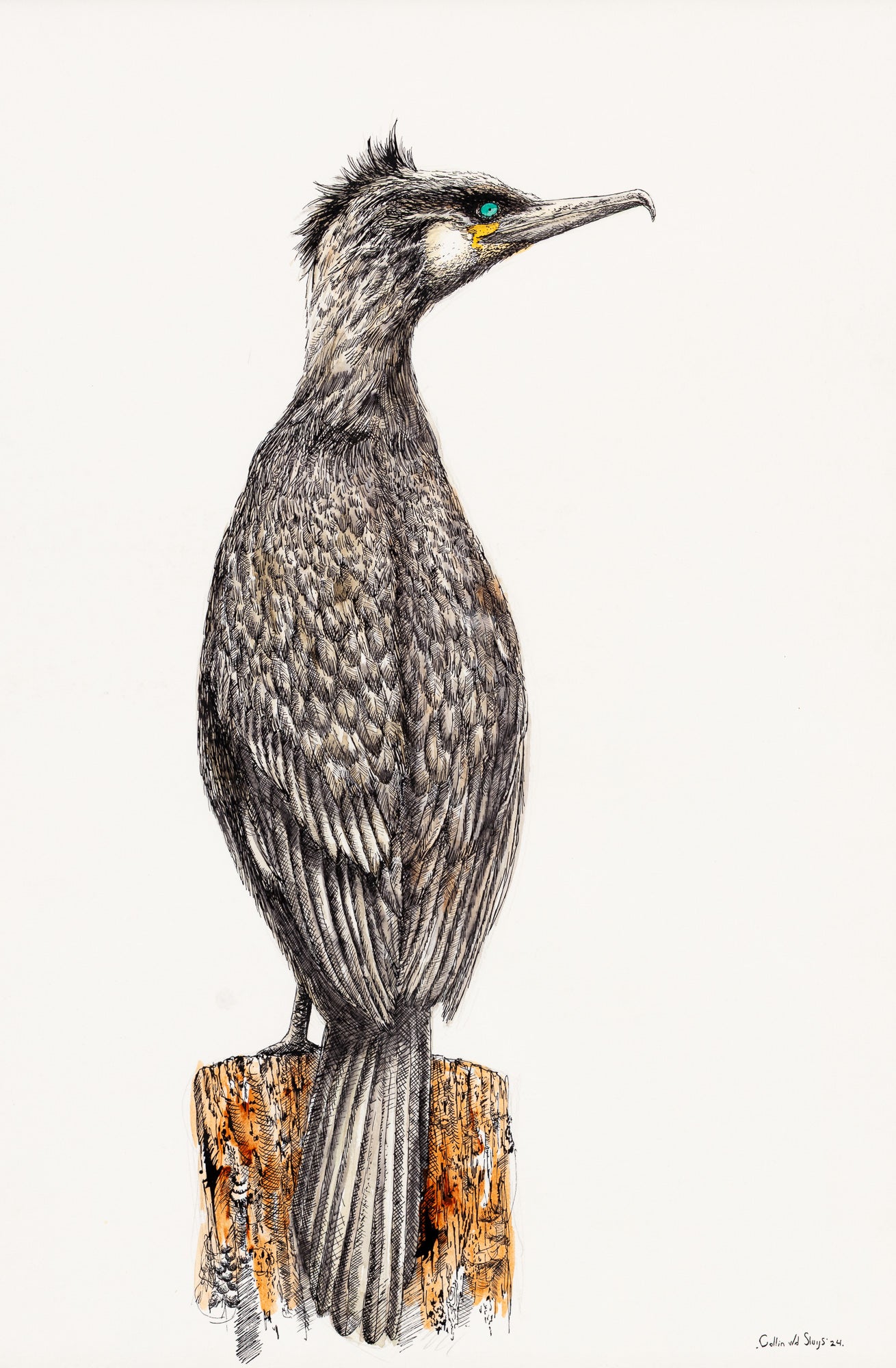 Cormorant drawing