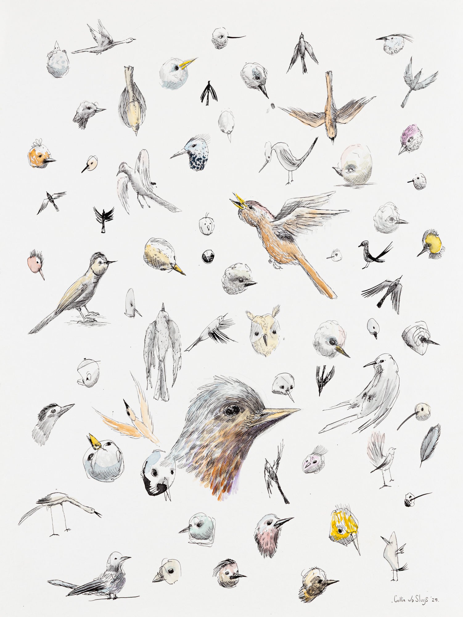 Bird study #1