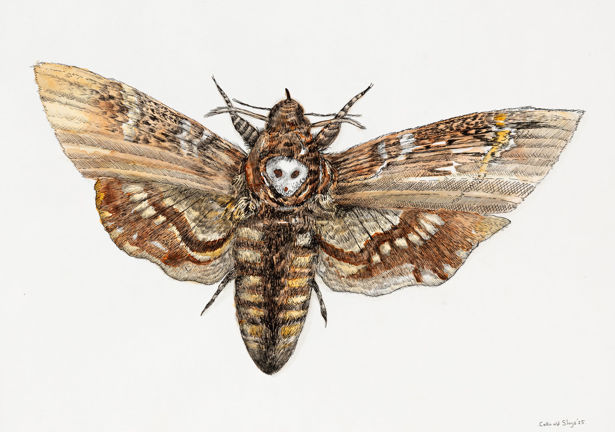 Death’s Head Hawk Moth drawing