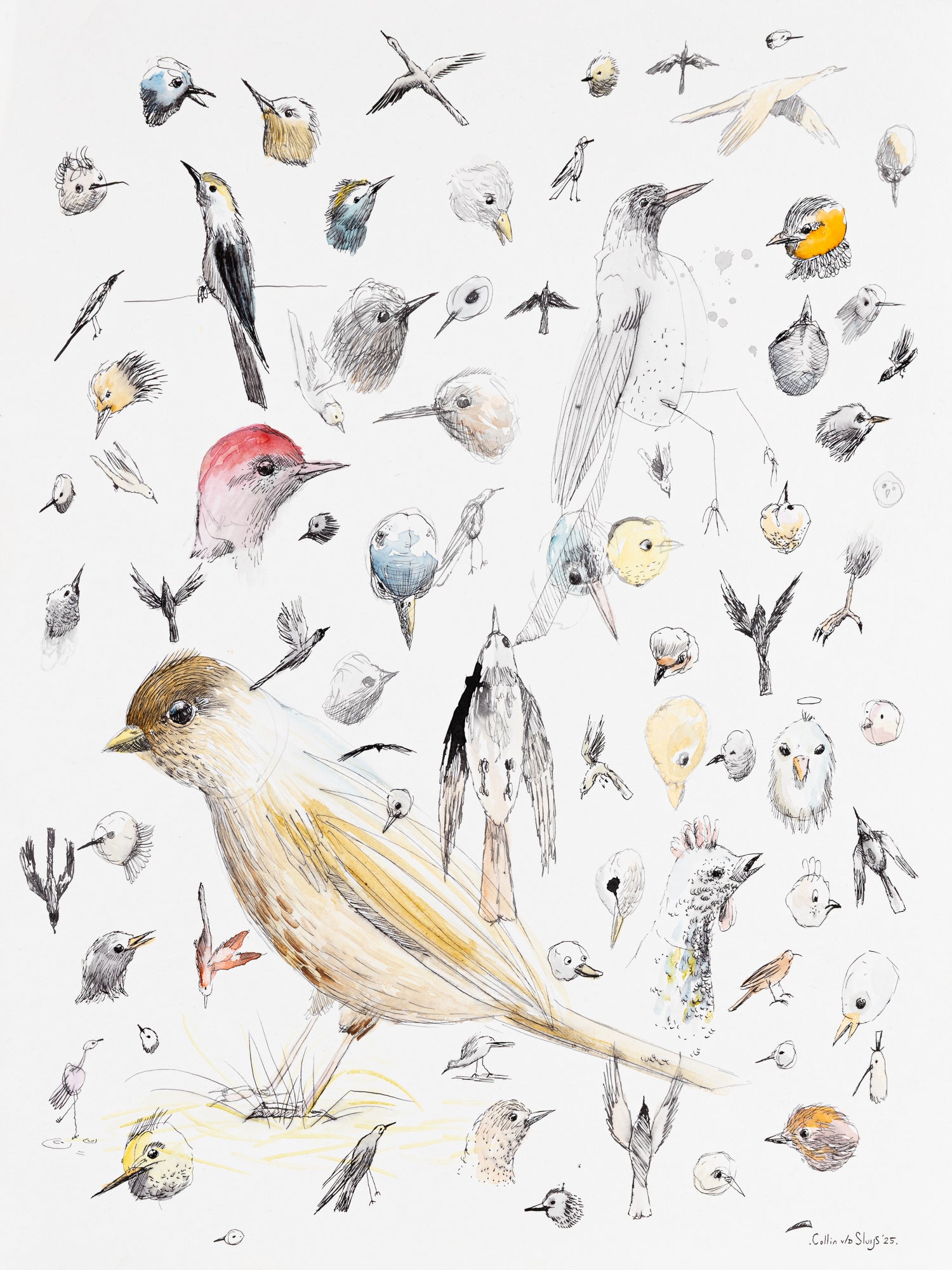 Bird study #2