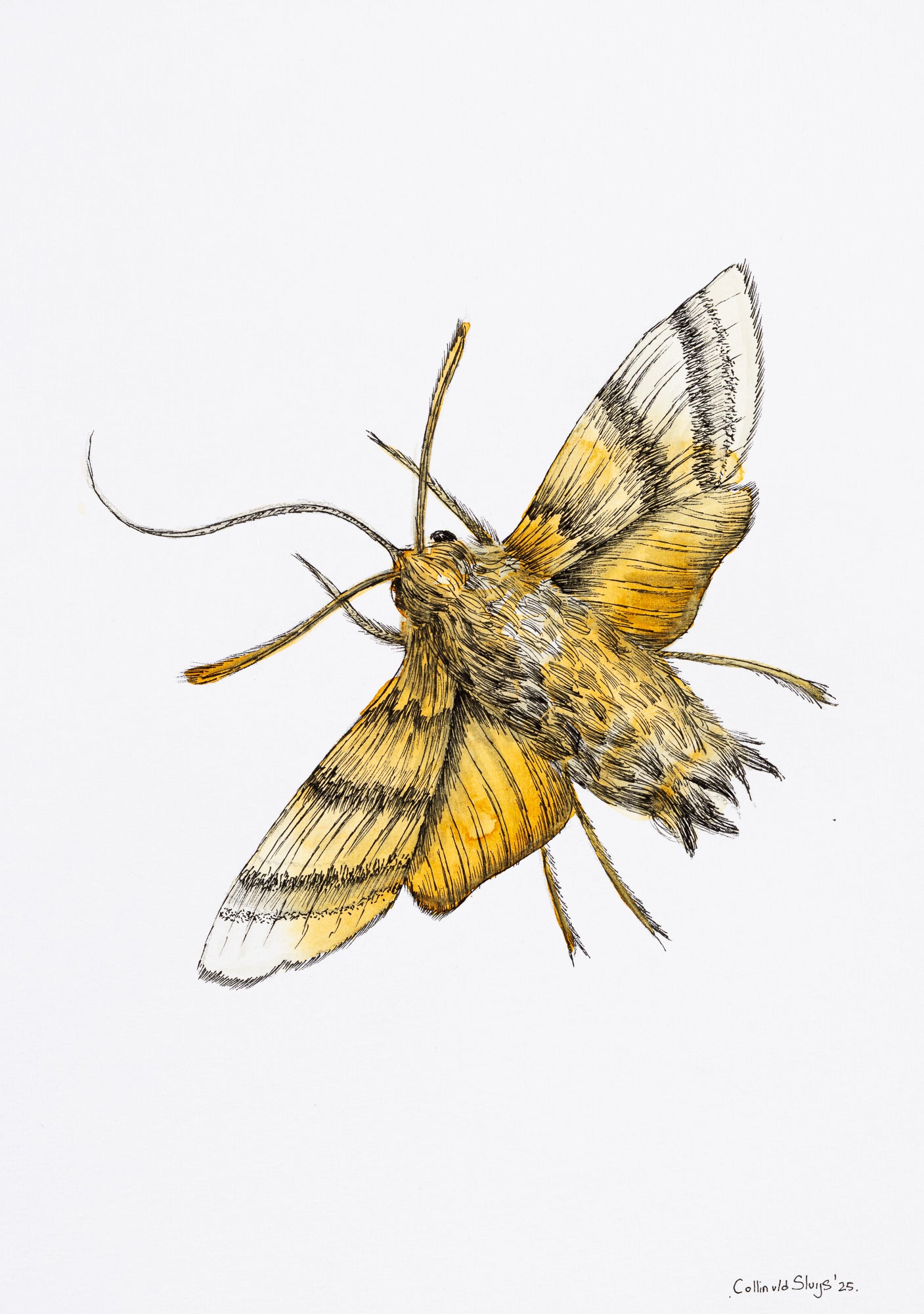 Moth drawing #1