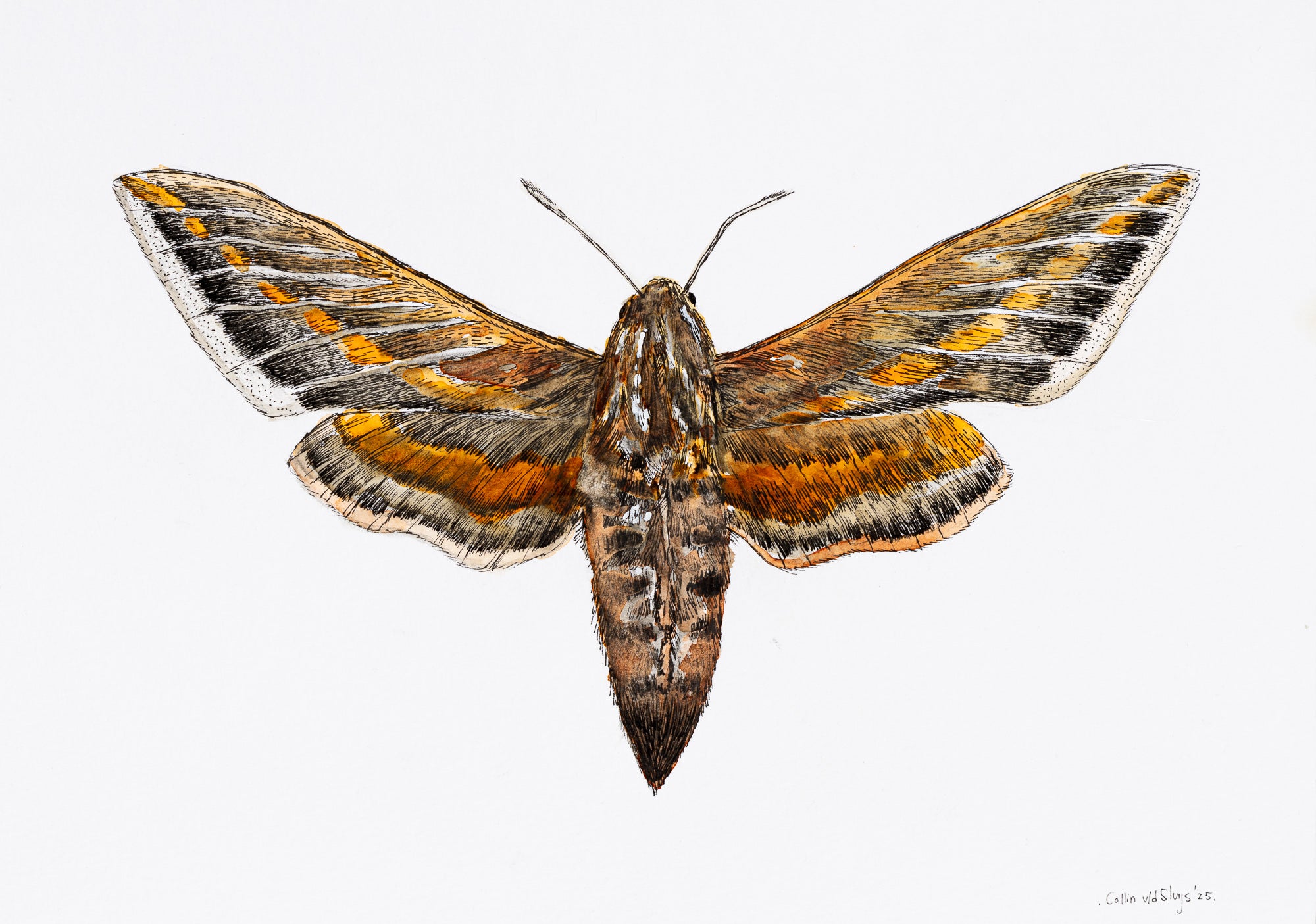 White Line Sphinx Moth drawing