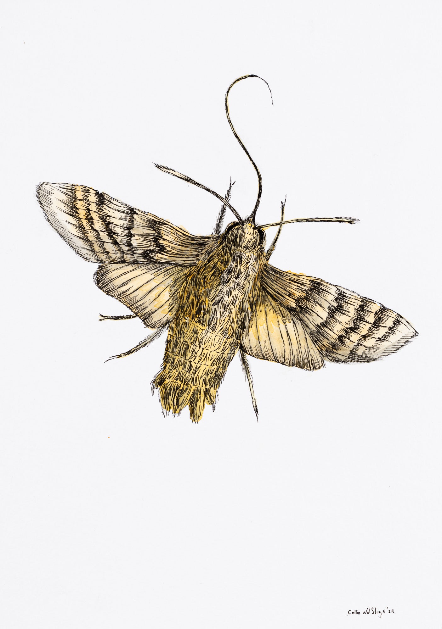 Moth drawing #2
