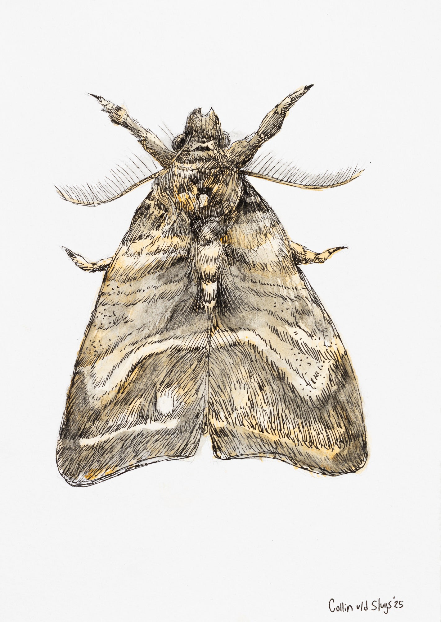 Tussock Moth drawing