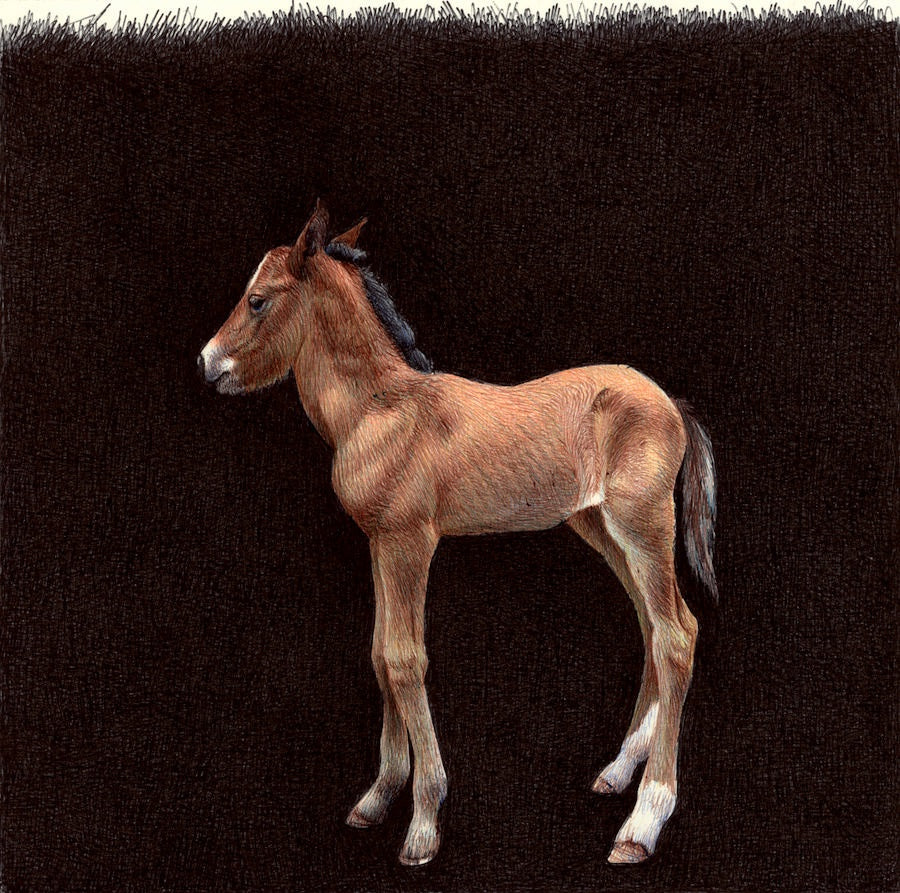 Illustration of a brown horse with a black mane on a dark background