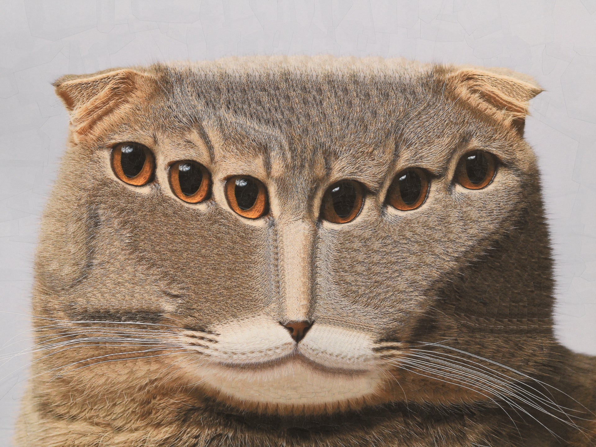 a cat collage with many eyes