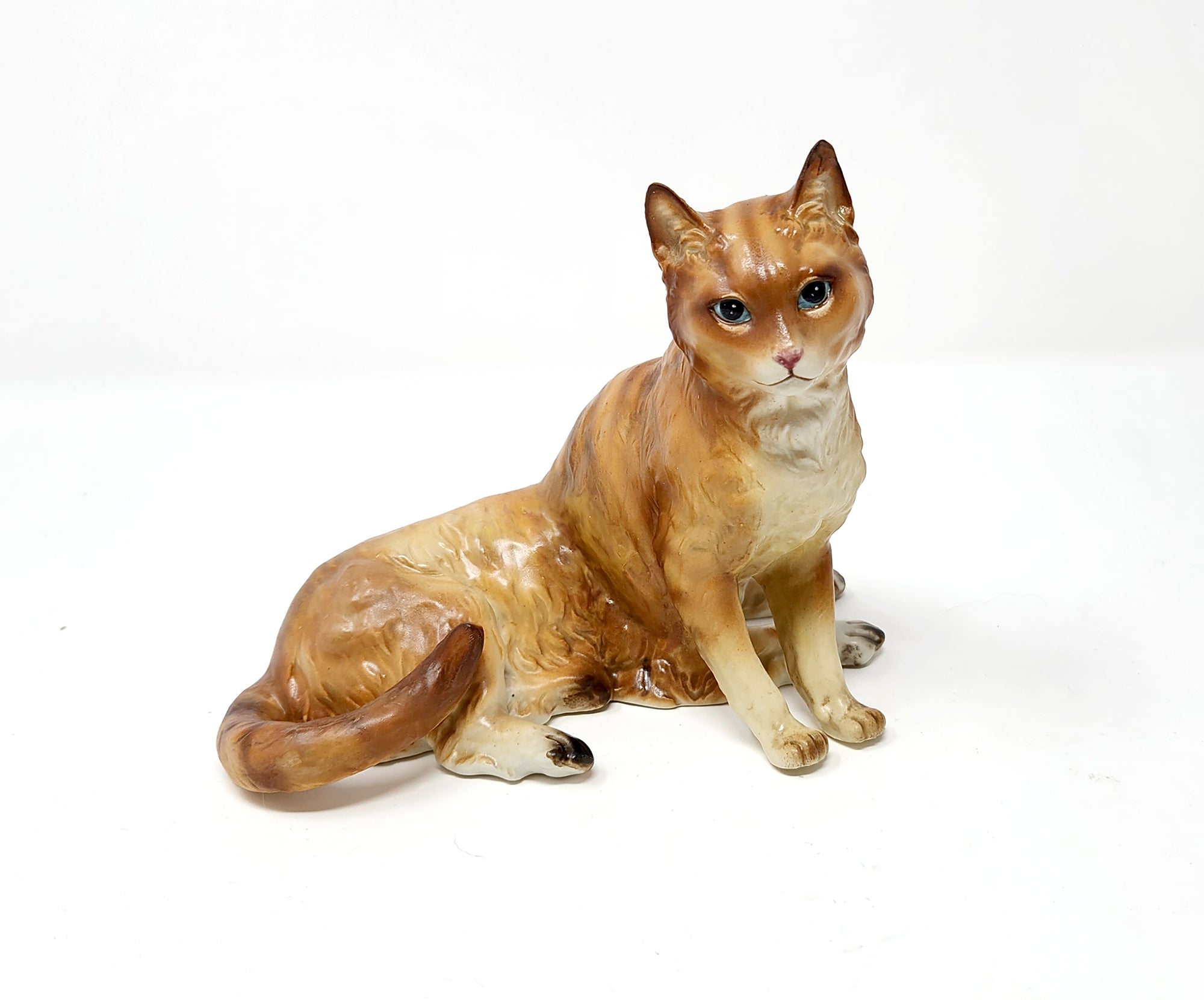 Orange Cat Spaniel