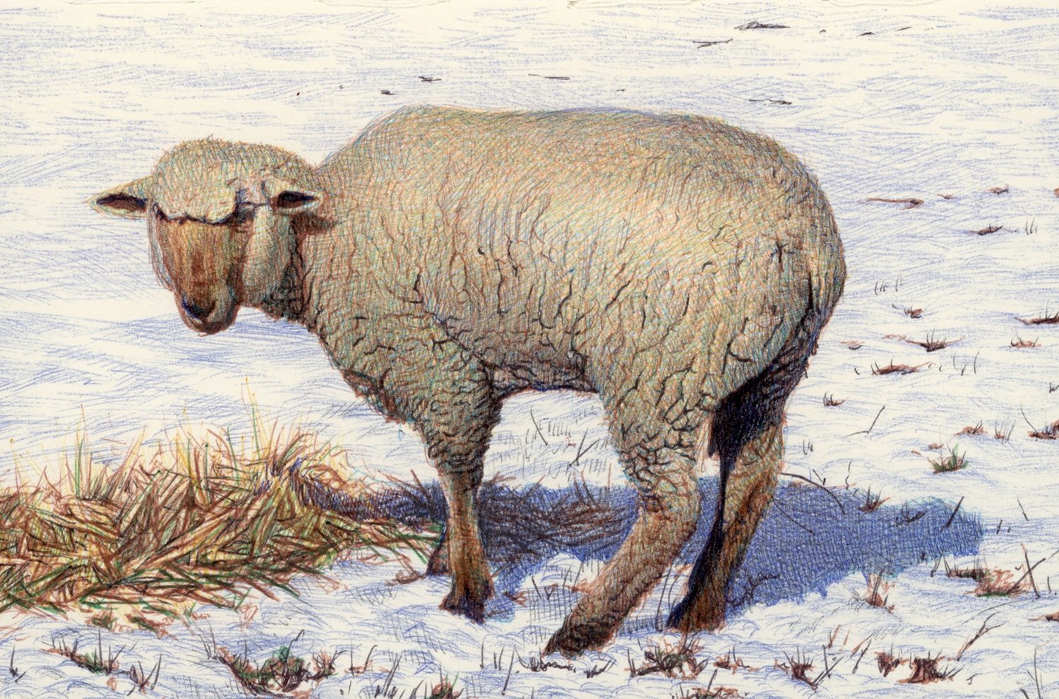 Sheep standing in a snowy landscape with sparse grass.