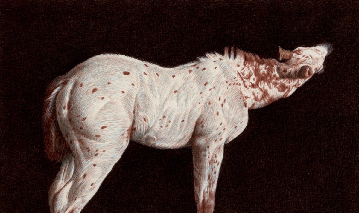 Illustration of a spotted horse on a dark background